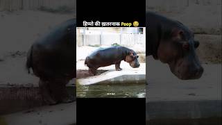 Why Do Hippos Spray Their Poop 😂shorts amazingfacts hippo [upl. by Reena]