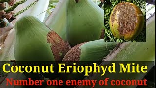 BIG ENEMY OF COCONUT  Mite [upl. by Caye]