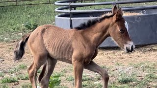 Madigan squeeze for dummy foal syndrome [upl. by Nosmas]