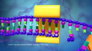 DNA and RNA  DNA Replication [upl. by Ajup]