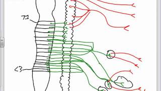 Autonomic Nervous System Anatomy Introductionpptx [upl. by Annissa768]