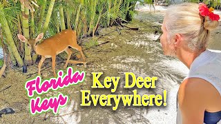 Waterfront FL Keys Home for Sale  Key Deer in the Yard [upl. by Farant331]