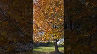 Fall colors around home Beautiful maple 🍁 trees 🍁  Backyard Garden Highlights [upl. by Pelmas]