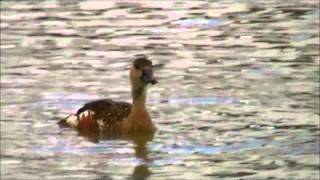 Wandering Whistling Duck [upl. by Wilona]