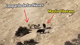 Imponente Leopardo de las Nieves contra 5 Mastín TibetanoAwesome Snow leopard vs 5 Tibetan Mastiff [upl. by Zerimar]