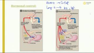 Pathophysiology of obesity [upl. by Nywde]