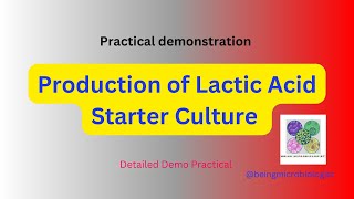 Production of Lactic Acid Starter Culturelactic acid bacteria preparationFermentationmicrobiology [upl. by Oilejor209]