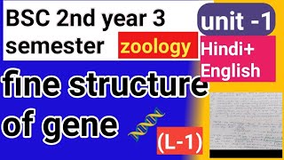 BSC 2nd year 3 semester zoology Fine structure of gene 🧬 Hindi English language [upl. by Annirac]