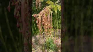 Box elder male  flowers  catkins  April 2022 [upl. by Aisyle]