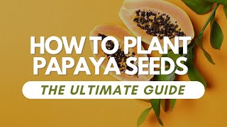 How To Plant Papaya Seeds [upl. by Akiraa]