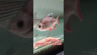 Acipenser sturgeon music musik cover song fishing catfishfarming fish predatorfish edm [upl. by Aihsi]