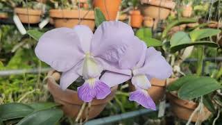 Cattleya walkeriana fcoerulea yokohanaBlue Diamond [upl. by Larentia]