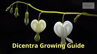 Dicentra Growing Guide  All You Need to Know to Get Started  by Gardeners HQ [upl. by Till]