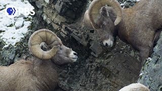 Rams Battle for Right to Mate [upl. by Vano]