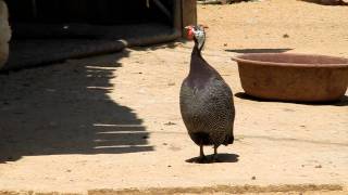 뿔닭 울음소리 호로새 Helmeted Guineafowl crowing [upl. by Uziel]