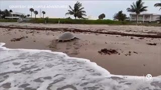 Rare moment on video Endangered Kemp’s Ridley sea turtle nests near Delray Beach [upl. by Yrocaj]