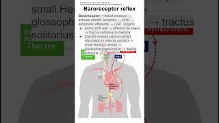 Baroreceptor reflex [upl. by Rogergcam]