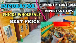 Best price incubator chicks wholesale price  incubator Hatching chicks wholesale price [upl. by Rodgiva205]