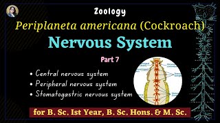 Periplaneta americana cockroach  Nervous System  Part 7  Zoology  B Sc Ist Year [upl. by Yremogtnom]