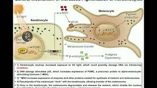 How do Melanocytes Make Melanin Melanogenesis Mechanism [upl. by Klinges359]