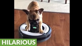 French Bulldog puppys thrilling ride on robot vacuum [upl. by Particia146]