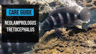 Neolamprologus Tretocephalus 5 bar chichlid Basic Care Guide [upl. by Mord]