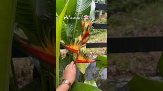 Heliconia plant  minivlog flowers flower homedecor plants heliconia youtube vlog vlogger [upl. by Yrkcaz]