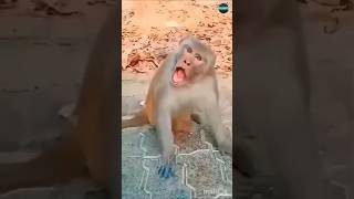 Laughing comedy😂prank ytshorts [upl. by Kifar]