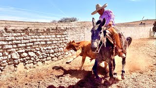 SE ANIMO A COLEAR EN UNA MULA COLEADERO EN EL TESORERO JEREZ ZACATECAS [upl. by Aneev340]