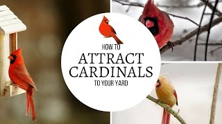 How to Attract Cardinals to Your Yard [upl. by Anderer]