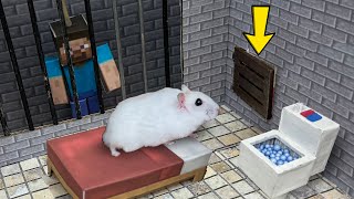 🐹 Hamster Escapes the Awesome Prison Maze 🐹 for Pets in real life [upl. by Wakeen]