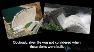 The Environmental Effects of Dams [upl. by Okiman]