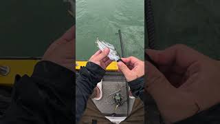 🎣 Kanama Smart Bait Mini Revive little dead bait fish [upl. by Lachlan]