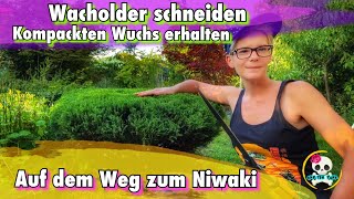 Wacholder schneiden  so schneidet ihr Wacholder für einen kompakten Wuchs  Erziehung zum Niwaki [upl. by Elohcin284]