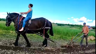 DRAFT HORSES Cultivating the Garden with my Daughter [upl. by Sivart]