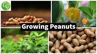 How to grow Peanuts in your home garden [upl. by Rutherfurd]