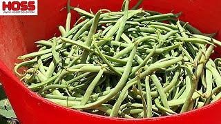 Planting Pole Beans and Bush Beans for Canning [upl. by Regnij]