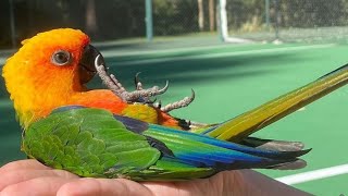 Jenday Conure Talking amp Sounds  Jenday Conure Dancing  Jandaya Parakeet Talking amp Sounds [upl. by Ydnerb90]