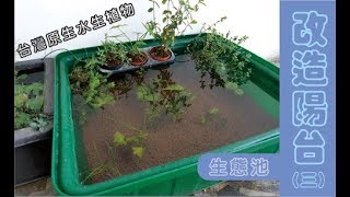 改造陽台三 營造台灣原生水生植物生態池Native species ecological tank [upl. by Releyks]