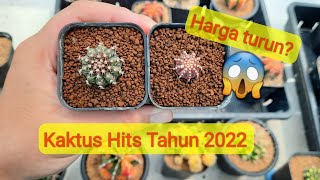 Tren Kaktus 2022 Harga malah turun [upl. by Laehplar]