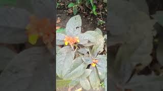 Ente veetile cheyyriya oru poonthottam 🌹🌹🌹🌹youtubeshorts flowers flowergarden [upl. by Arleta214]