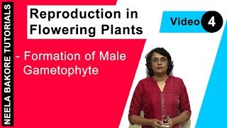 Reproduction in Flowering Plants  NEET  Formation of Male Gametophyte  Neela Bakore Tutorials [upl. by Wilie]