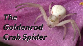 The Spiders in Your Yard  The Goldenrod Crab Spider [upl. by Skippie460]