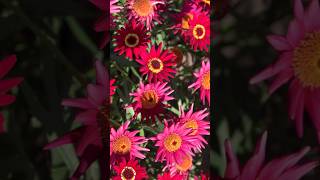 Marguerite daisy symbolismArgyranthemum flowers plant plant flowers bollywood music [upl. by Shelden]