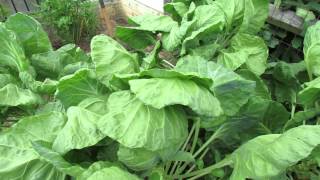 Identify the Green Cabbage Looper Vegetable Leaf Damage amp Neem Oil Treatment  TRG 2014 [upl. by Akiv]