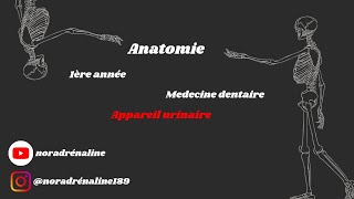 appareil urinaire Anatomie شرح بالدارجة [upl. by Crescen]