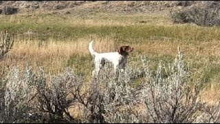 Kwik Afternoon Hunt  Wyoming Upland amp English Setters [upl. by Daniala876]