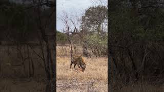 Leopard and Hyena moment and the competition for food [upl. by Adnilym]