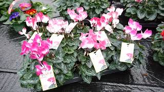 Outdoor amp Cyclamen Looking Good Video 4th November 2024 [upl. by Matrona]