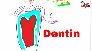 What is Dentin Types of dentin [upl. by Collins798]